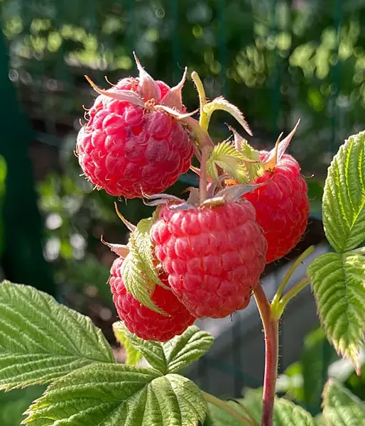 BIO Malina (Rubus idaeus) AROMA QUEEN