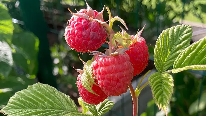 Herbsthimbeeren: Aroma Queen, Autumn Bliss & First