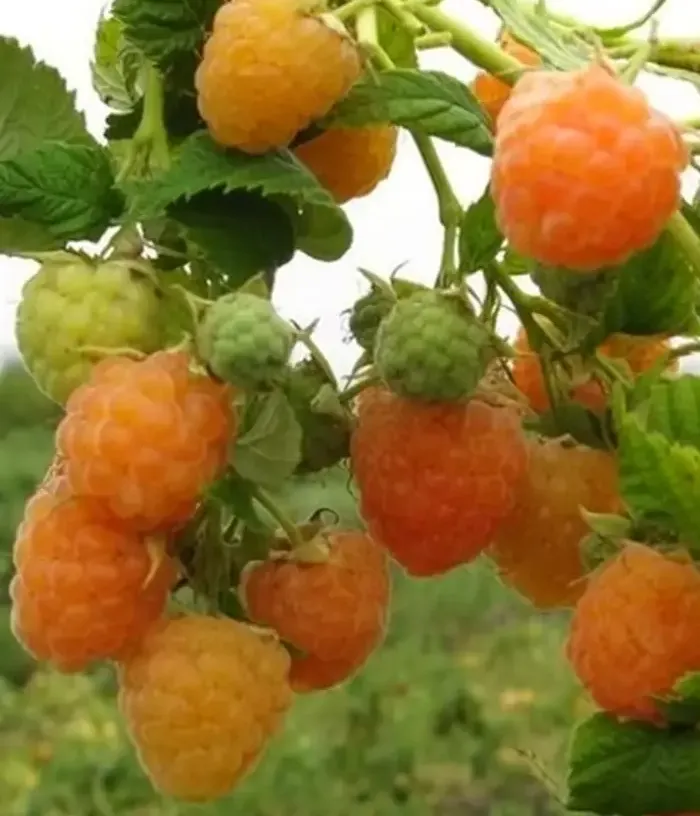 Himbeere (Rubus idaeus) ARTA - Tutifruti, s.r.o.