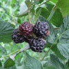 Himbeere (Rubus idaeus) Bristol