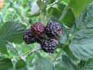 Himbeere (Rubus idaeus) Bristol - Tutifruti SK