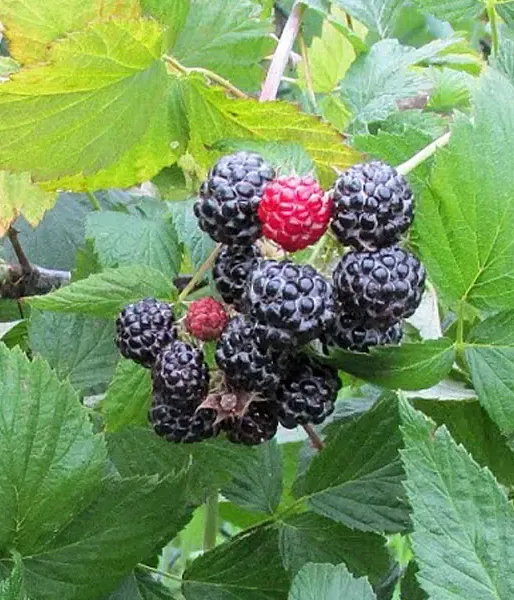 Black Raspberry (Rubus occidentalis) SELENA