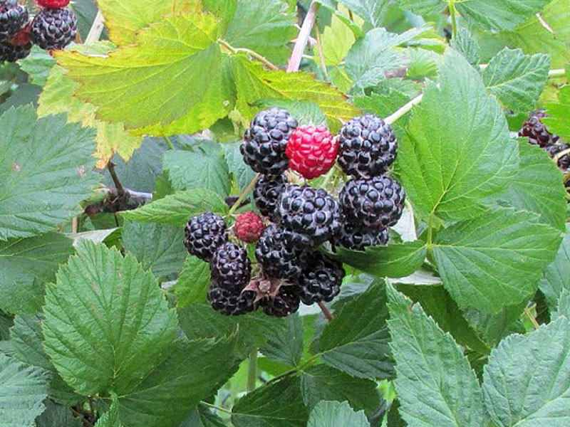 Himbeere (Rubus idaeus) Bristol - Tutifruti SK