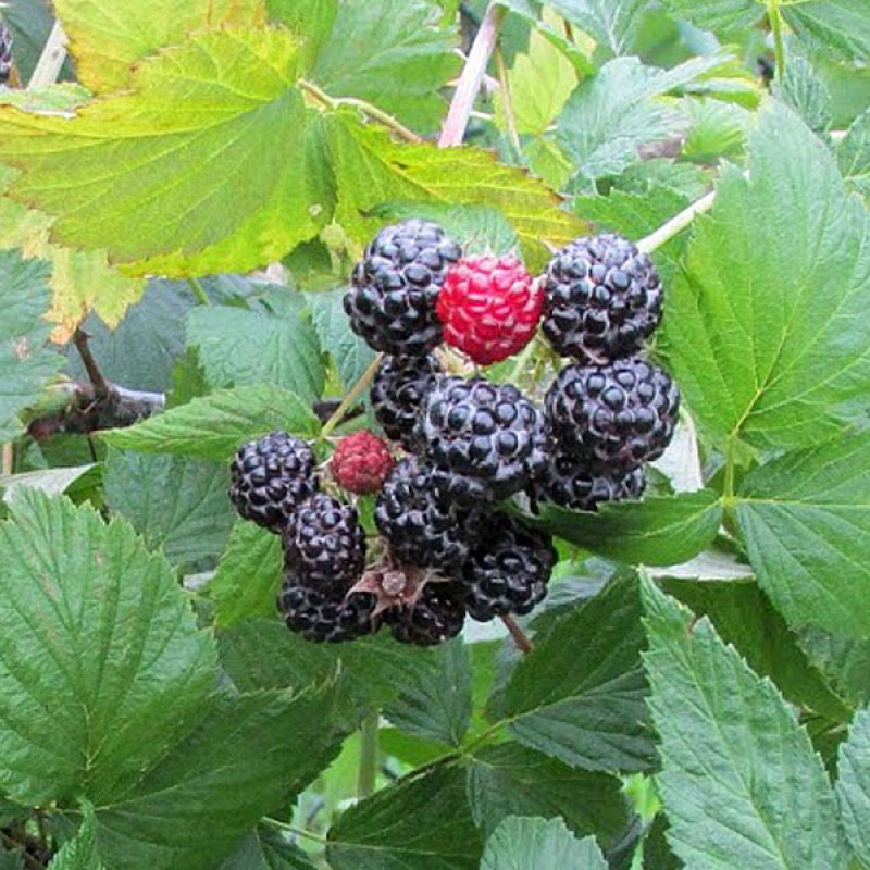 Himbeere (Rubus idaeus) Bristol