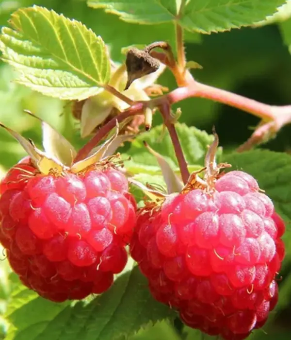 Himbeere (Rubus idaeus) CLARITA