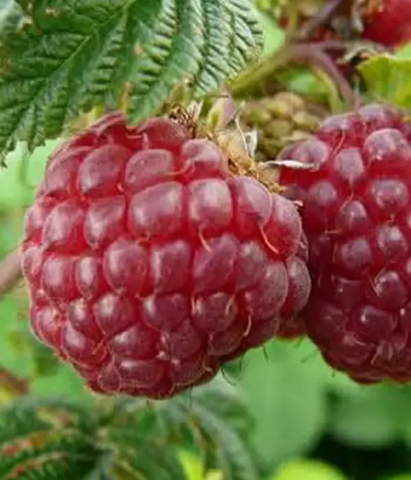 Himbeere (Rubus idaeus) DAIGA