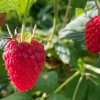 Himbeere (Rubus idaeus) Delniwa