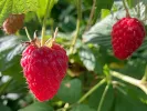 Raspberry (Rubus idaeus) Delniwa - Tutifruti SK