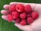 Raspberry (Rubus idaeus) Delniwa - Tutifruti SK