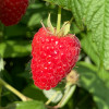 Himbeere (Rubus idaeus) HUSARIA