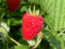 Himbeere (Rubus idaeus) HUSARIA