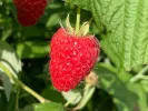 Himbeere (Rubus idaeus) HUSARIA - Tutifruti SK