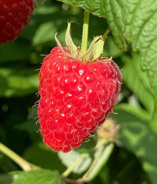Raspberry (Rubus idaeus) HUSARIA
