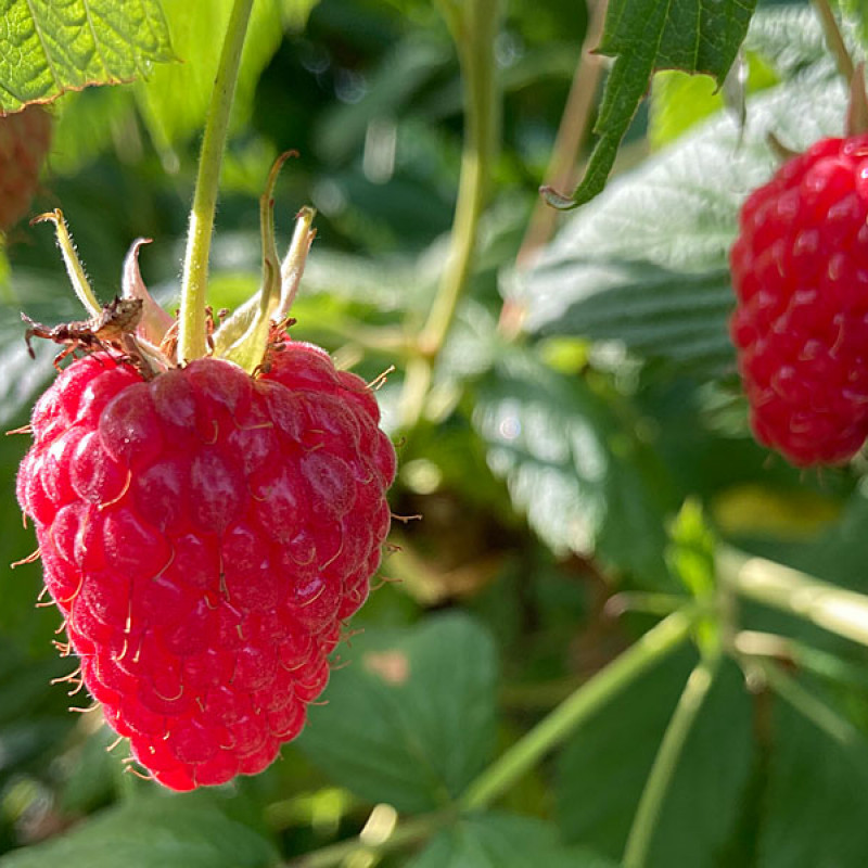 Himbeere (Rubus idaeus) Delniwa