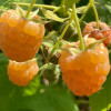 Himbeere (Rubus idaeus) Golden Queen