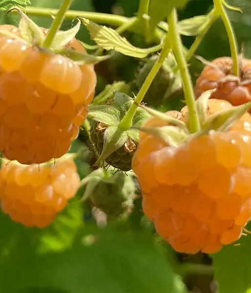 Raspberry (Rubus idaeus) Golden Queen