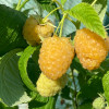 Himbeere (Rubus idaeus) JANTAR