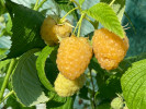 Himbeere (Rubus idaeus) JANTAR