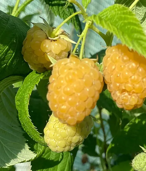 Raspberry (Rubus idaeus) JANTAR