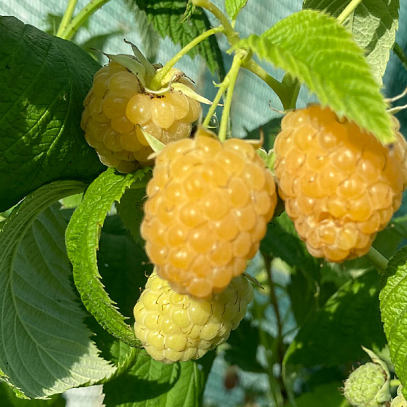 Himbeere (Rubus idaeus) JANTAR