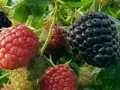 Himbeere (Rubus x neglectus) HEBAN - Tutifruti SK