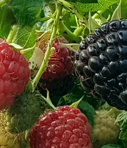 Himbeere (Rubus x neglectus) HEBAN