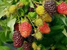 Himbeere (Rubus x neglectus) HEBAN - Tutifruti SK