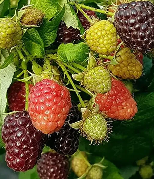 Himbeere (Rubus x neglectus) HEBAN