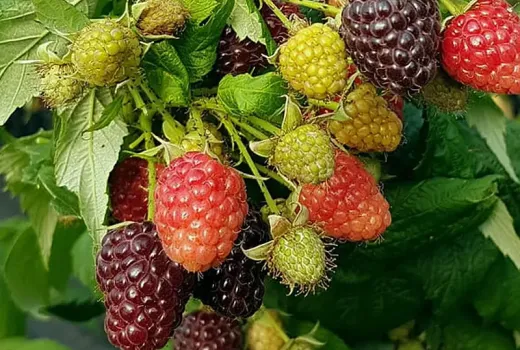 Das Geheimnis perfekter Himbeeren: russische, lettische und schottische Genetik