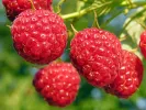 BIO Himbeere (Rubus idaeus) AUTUMN BLISS - Tutifruti, s.r.o.