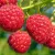 Sommerhimbeeren