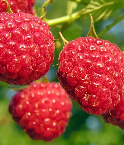 BIO Malina (Rubus idaeus) AUTUMN BLISS