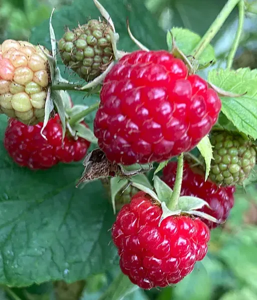 BIO Himbeere (Rubus idaeus) ZEFA 111
