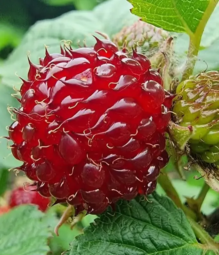 Hawthorn-leaved Raspberry (Rubus crataegifolius) RASPBERRY TOWER