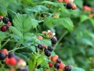 Black Raspberry (Rubus occidentalis) SELENA