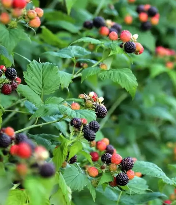 Black Raspberry (Rubus occidentalis) SELENA