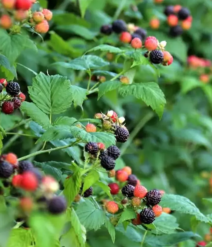 Black Raspberry (Rubus occidentalis) SELENA
