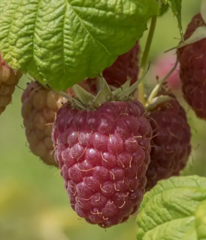 Himbeere (Rubus idaeus) NORNA - Tutifruti, s.r.o.