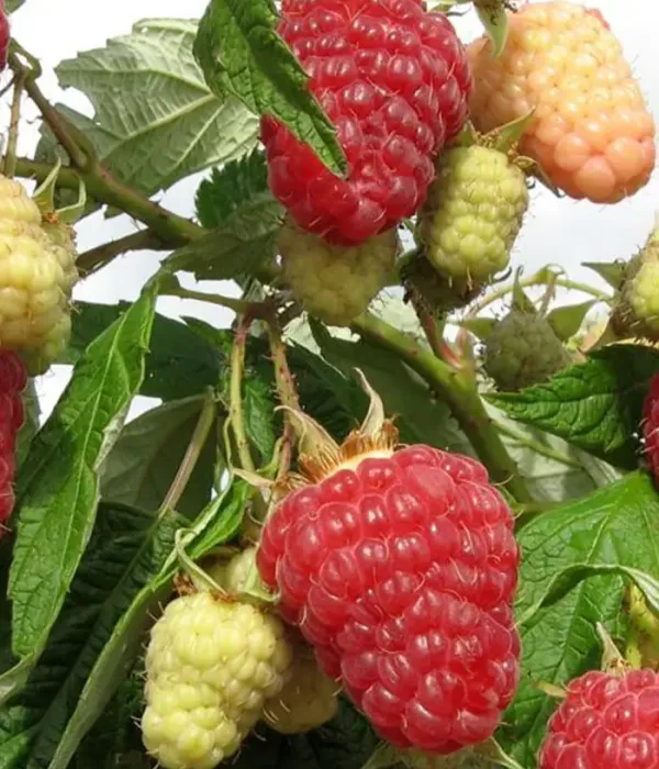Himbeere (Rubus idaeus) PATRICIA