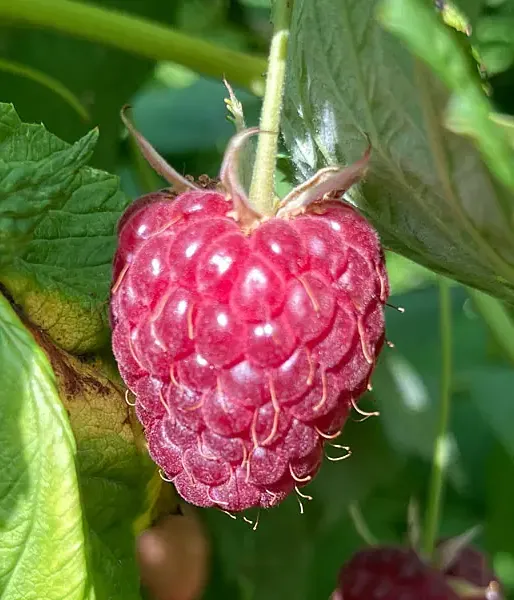 Himbeere (Rubus idaeus) POLANA