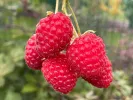 BIO Himbeere (Rubus idaeus) SCHÖNEMANN - Tutifruti, s.r.o.