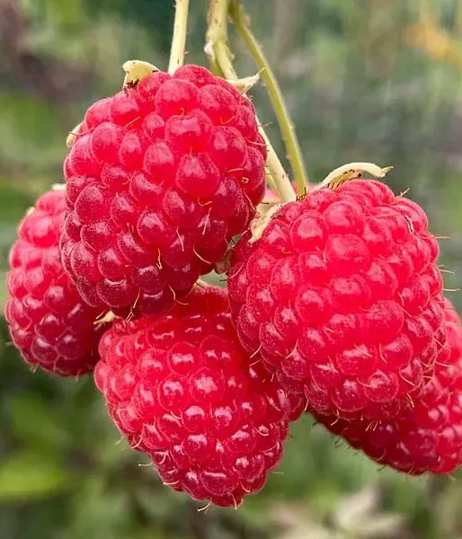 BIO Malina (Rubus idaeus) SCHÖNEMANN