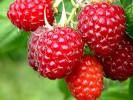 Bio Himbeere (Rubus idaeus) PROMISE - Tutifruti SK