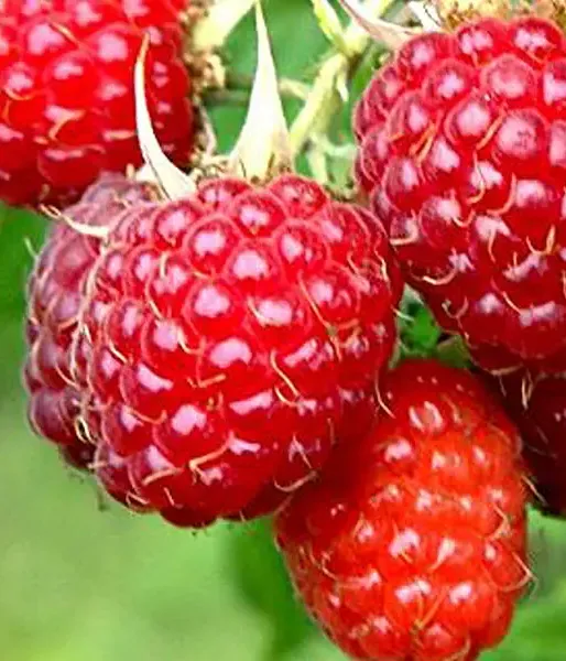 BIO Malina (Rubus idaeus) MALLING PROMISE