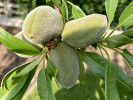 Mandelbaum (Amygdalus communis) FERRADUEL - Tutifruti SK