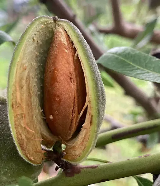 BIO Almond (Prunus dulcis) LAURANNE AVIJOR