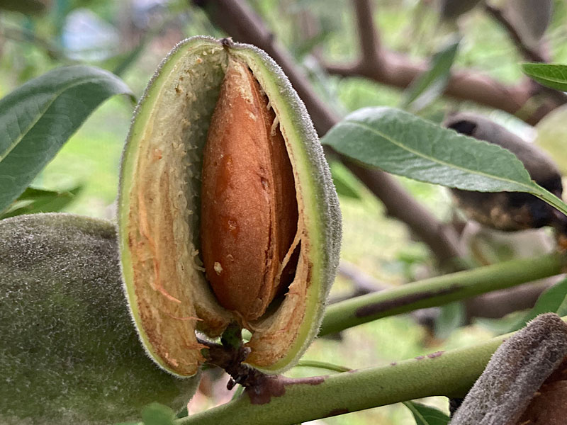 Mandelbaum (Amygdalus communis) FERRADUEL - Tutifruti SK