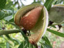 Mandelbaum (Amygdalus communis) FERRAGNES - Tutifruti SK