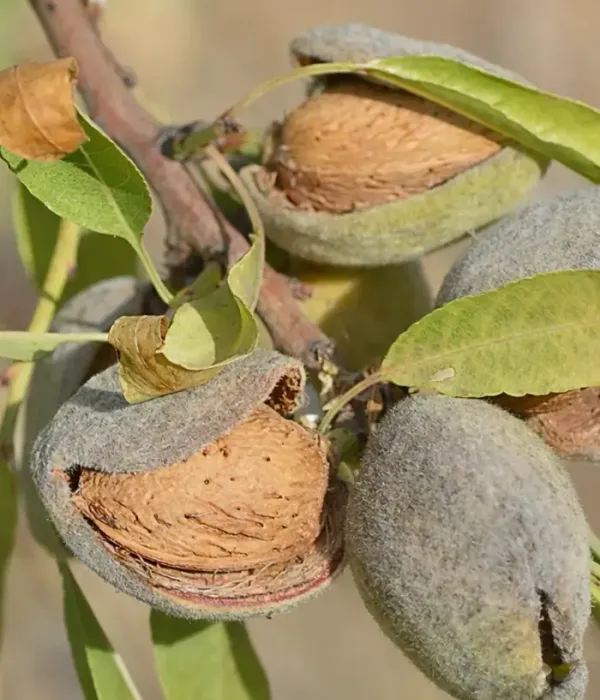 BIO Almond (Prunus dulcis) MAKAKO