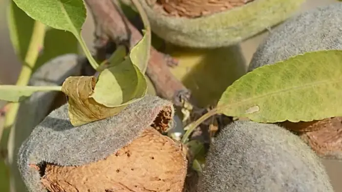 Phytochemie der Mandel: Polyphenole in der Haut und Synergie mit Vitamin E